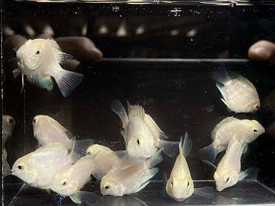 Snow white polar parrot fiahes