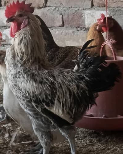 6Month Old Healthy Male | Vaccinated