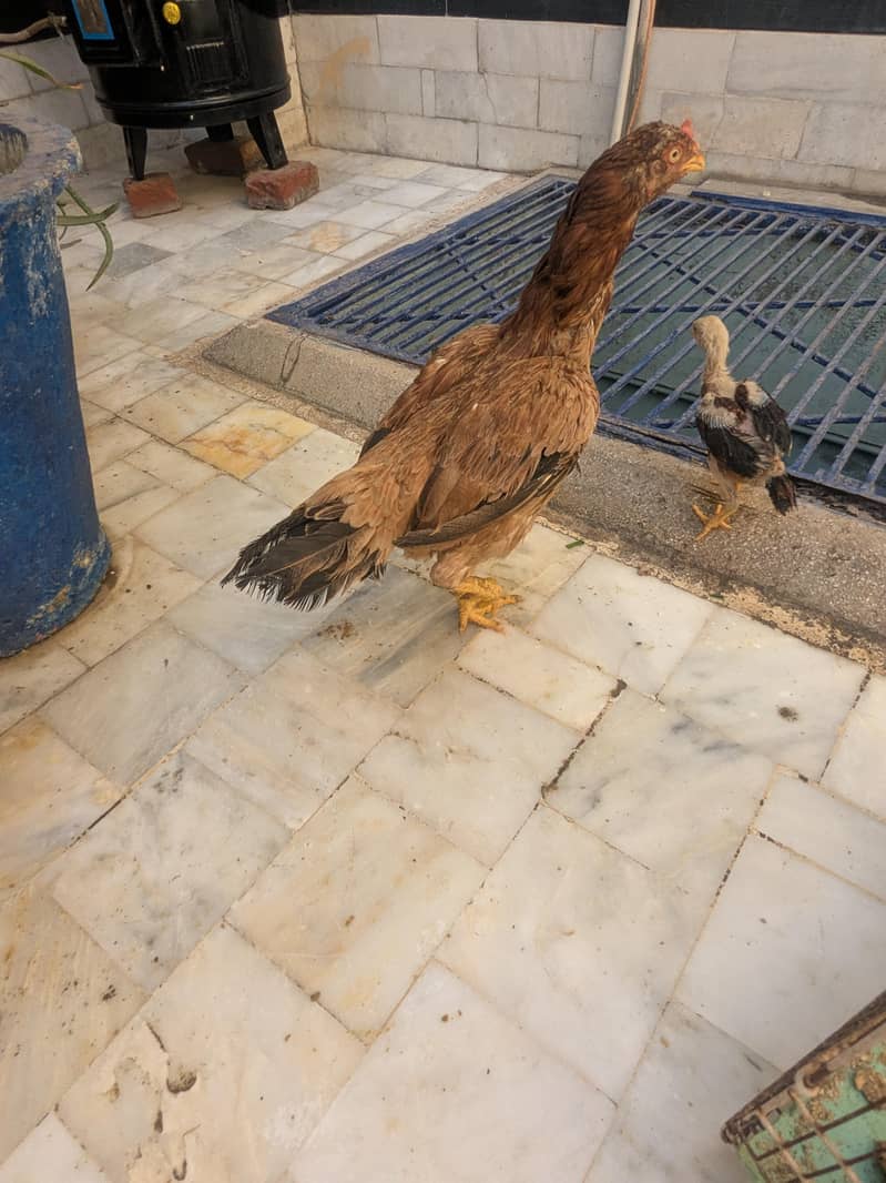 Pure Pakistani Mianwali Aseel Hen with 2 Chicks for Sale 0