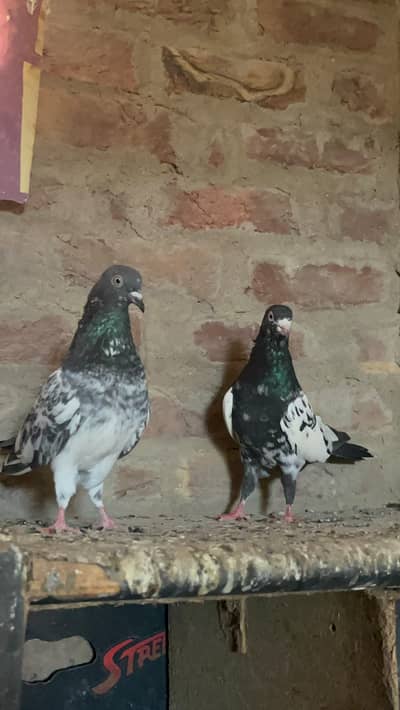 high flyer breeding setup for sale