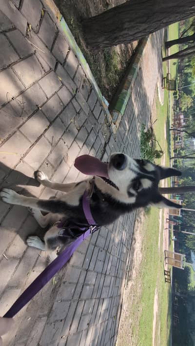 adorable 8 month male husky