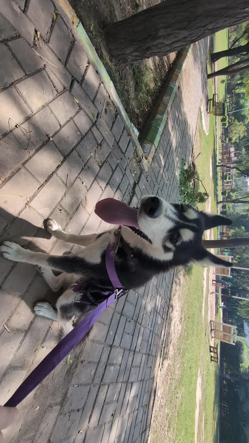 adorable 8 month male husky