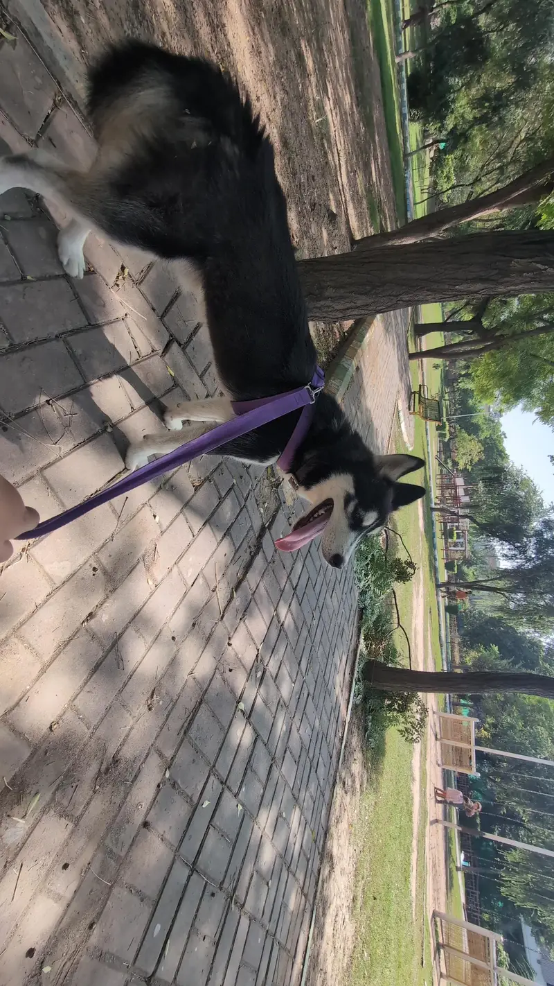 adorable 8 month male husky — photo 2