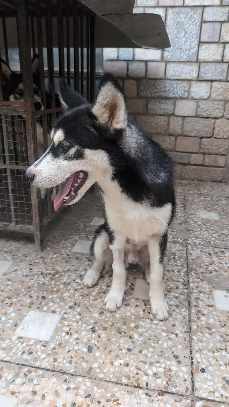 adorable 8 month male husky — photo 3