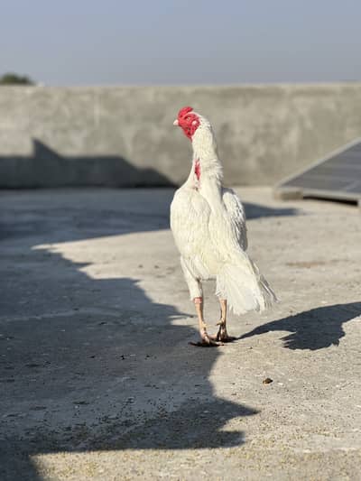 Heera breed