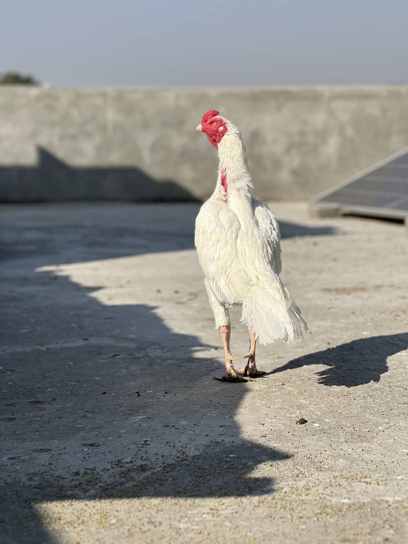 Heera breed 1
