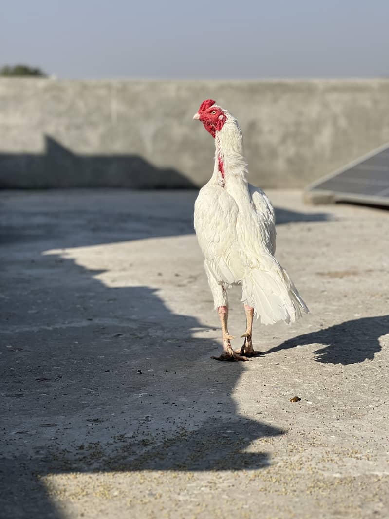 Heera breed 2