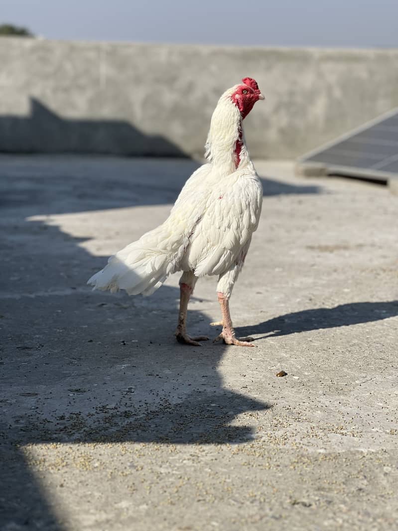 Heera breed 3