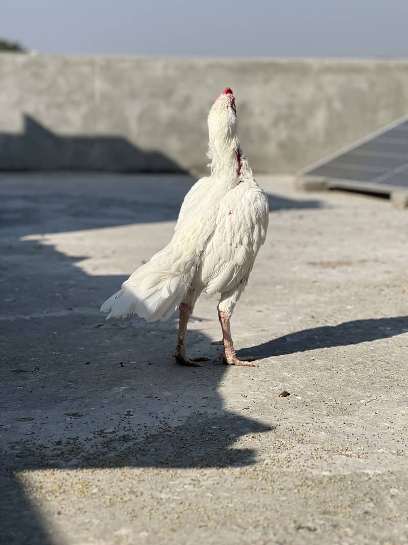 Heera breed 4