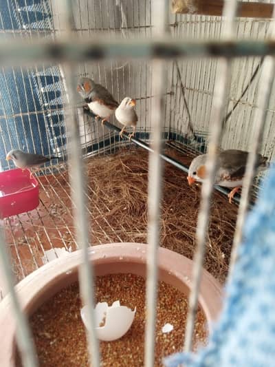 Zebra Finch (Breeder Pairs)