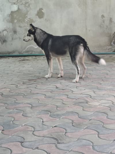 husky female for urgent sale