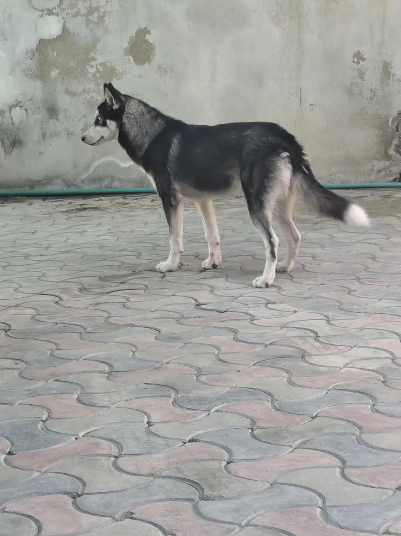 husky female for urgent sale