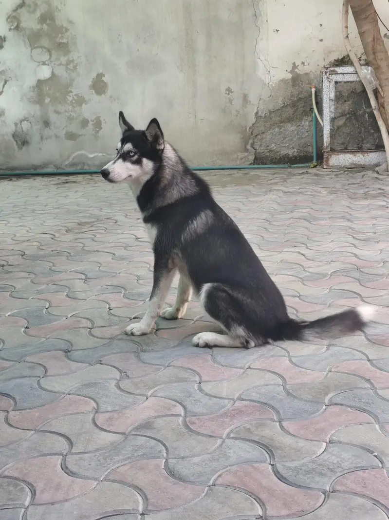 husky female for urgent sale — photo 4