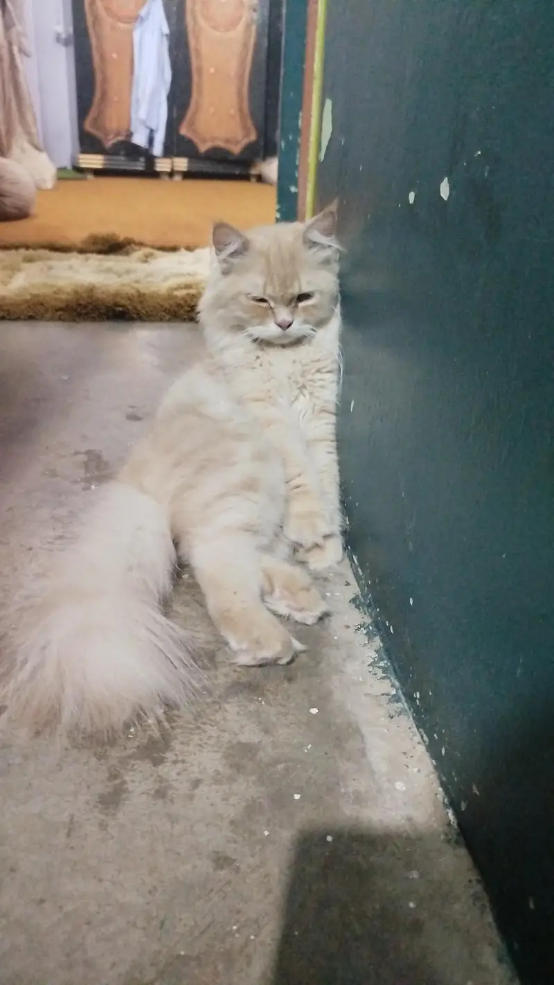 Persian cat for sale