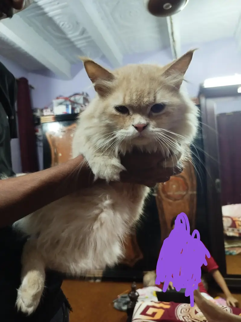 Persian cat for sale — photo 2