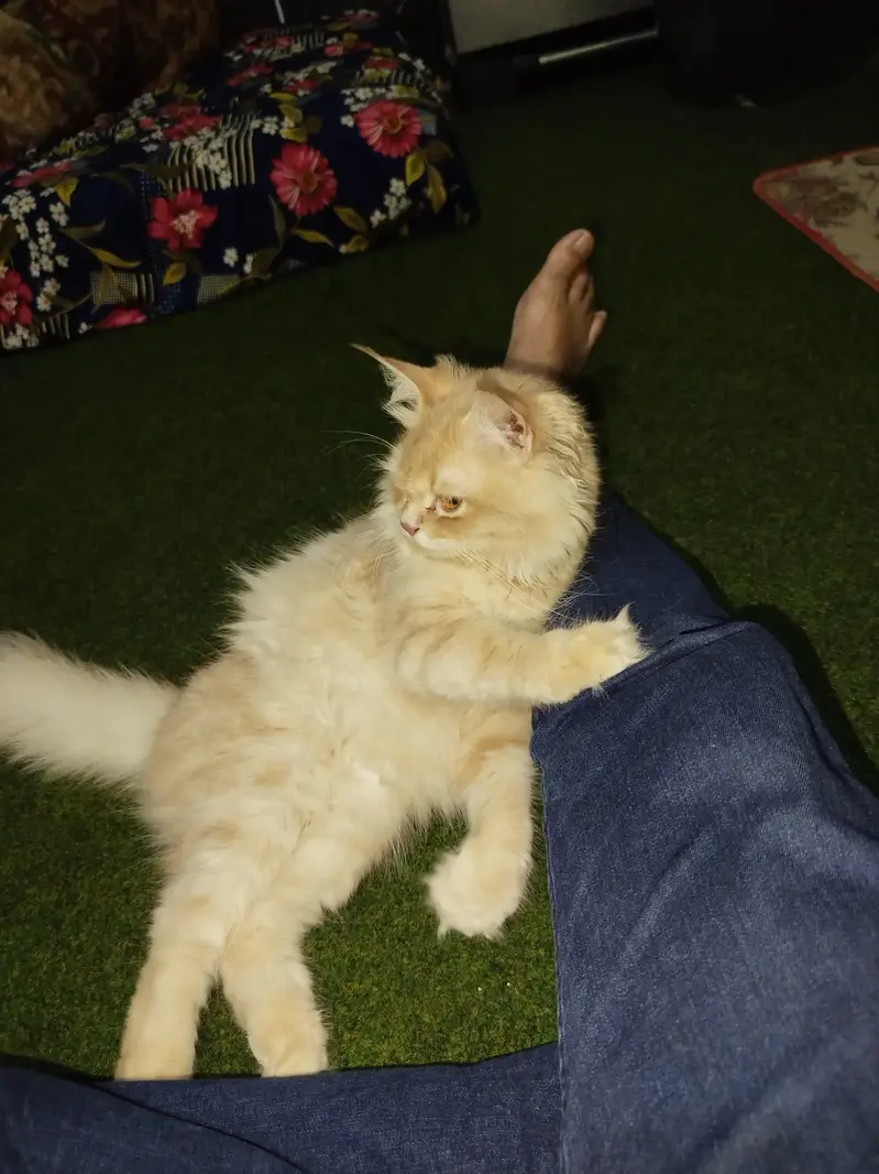 Persian cat for sale — photo 3