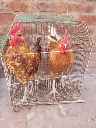 health roster for sale