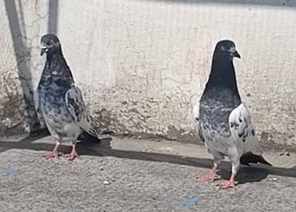 All setup for sale pigeon kabutar