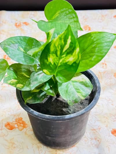 Money Plants Port Healthy and Active