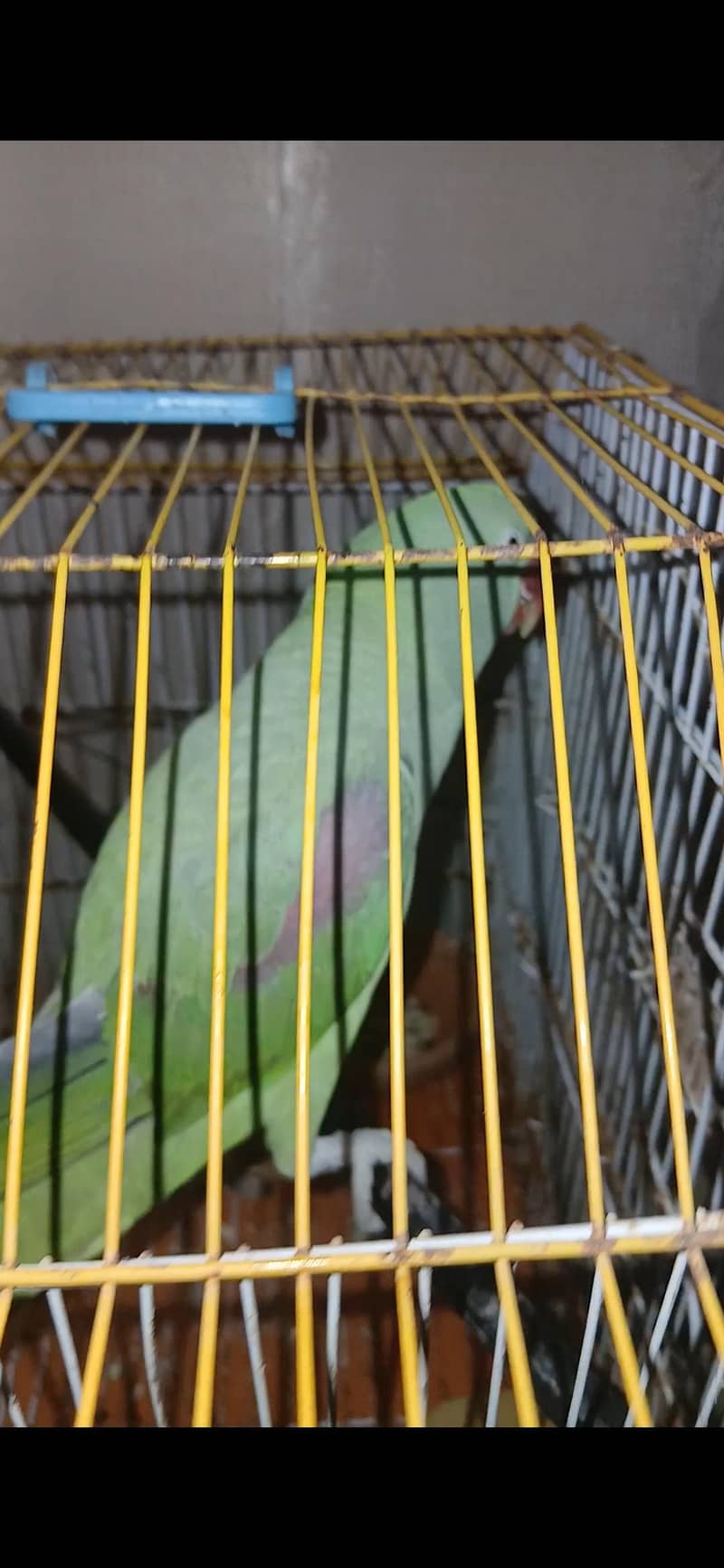 Raw Parrot 0
