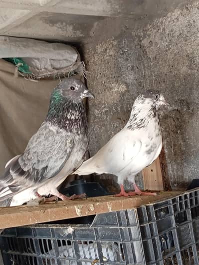 high quality pigeon 03065578288