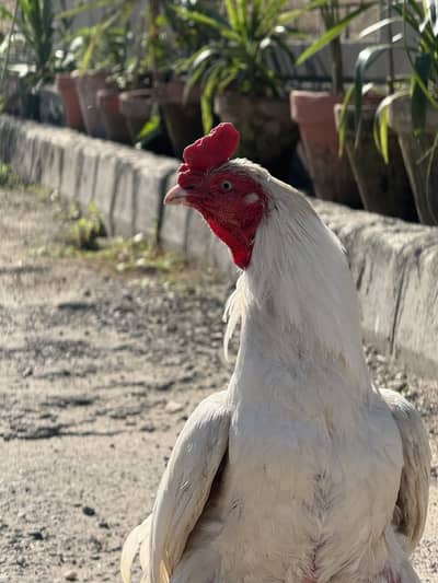 White Aseel Murgha for Sale – Beautiful & Healthy