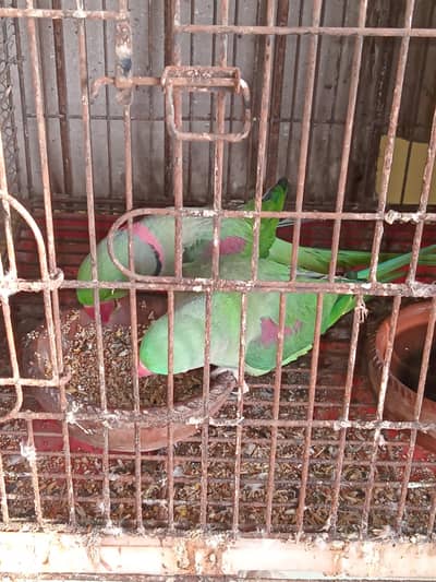 phari pair  lutino and jawa