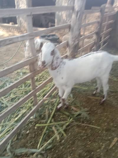 Bakra sell