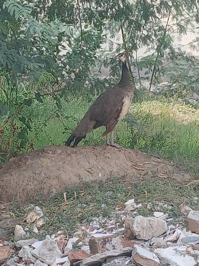 Indian Female Peacock(Peafowl)