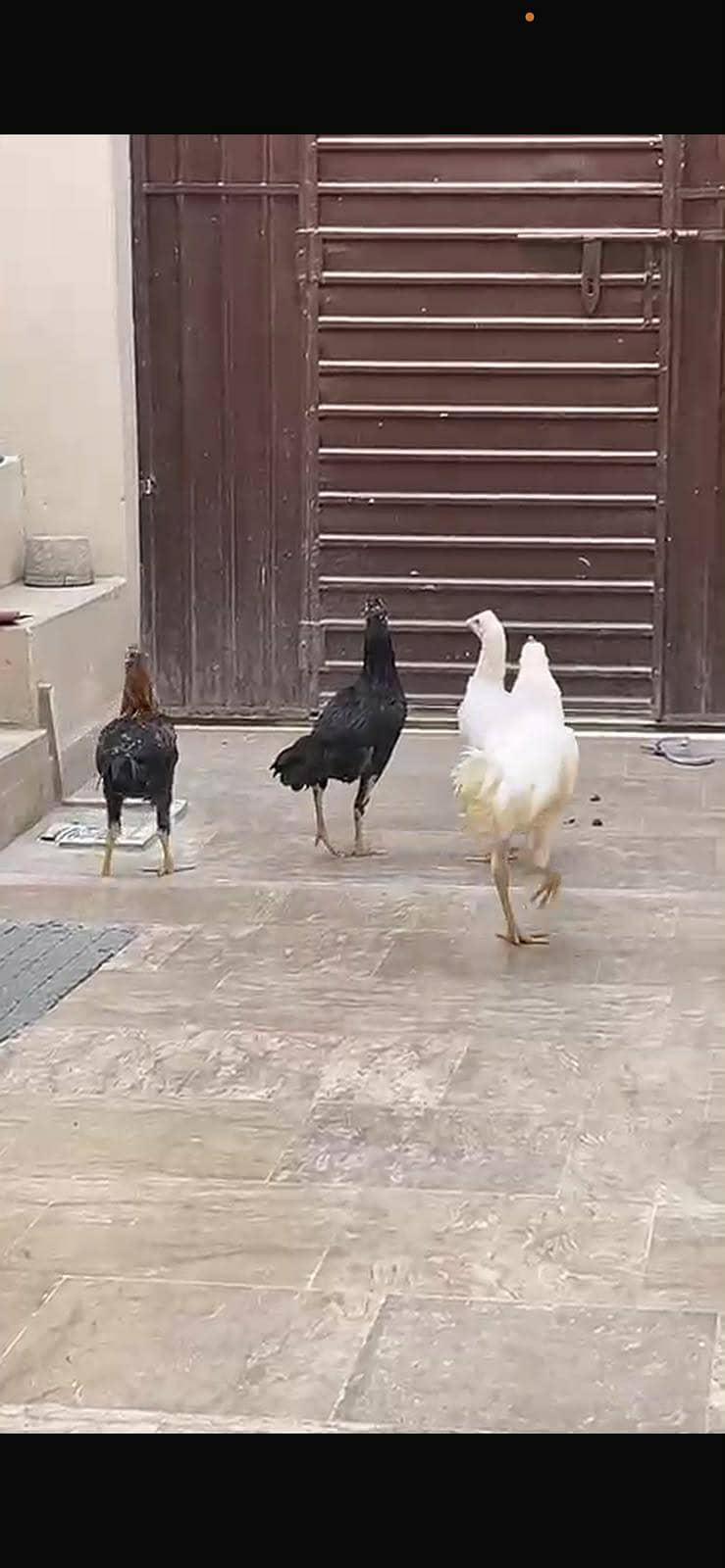 sindhi pair 0