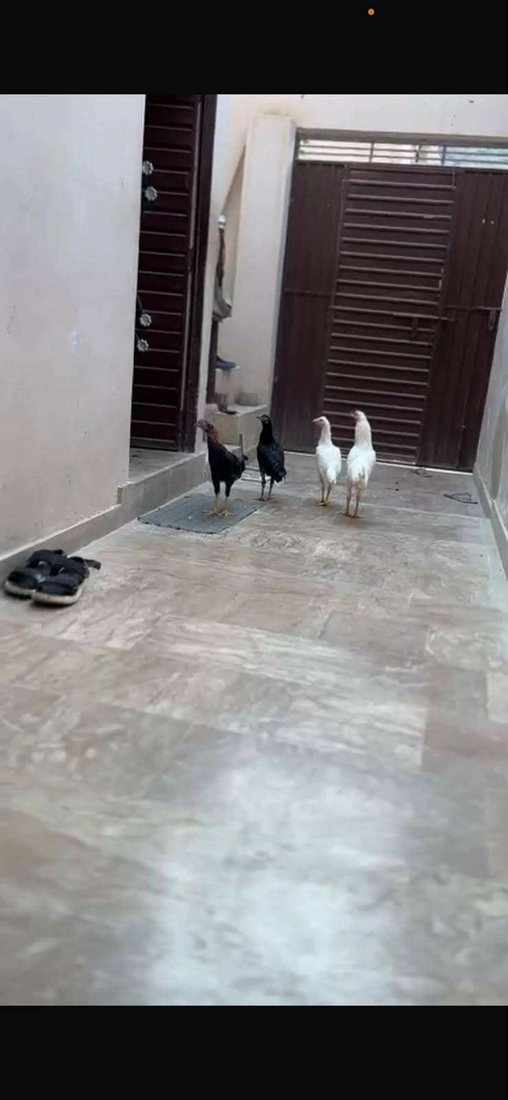 sindhi pair 1