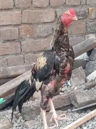 aseel jawa lang hight  0336-5314805