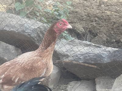 Aseel Hens