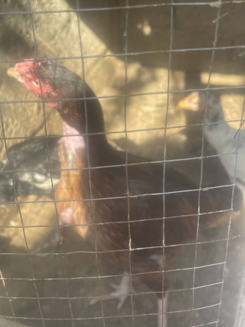 Aseel Hens 1