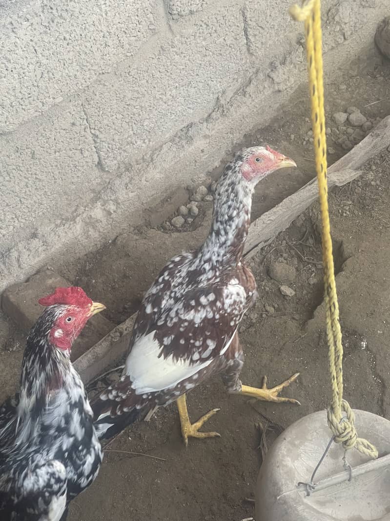 Aseel Hens 2
