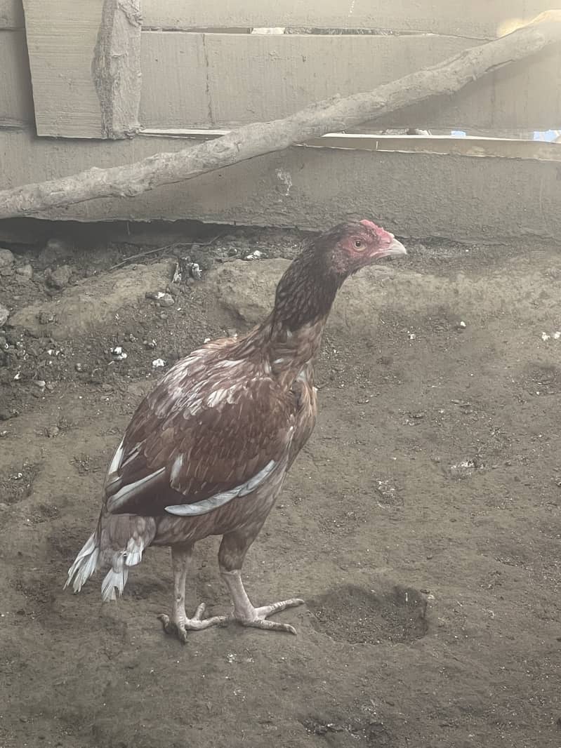 Aseel Hens 3