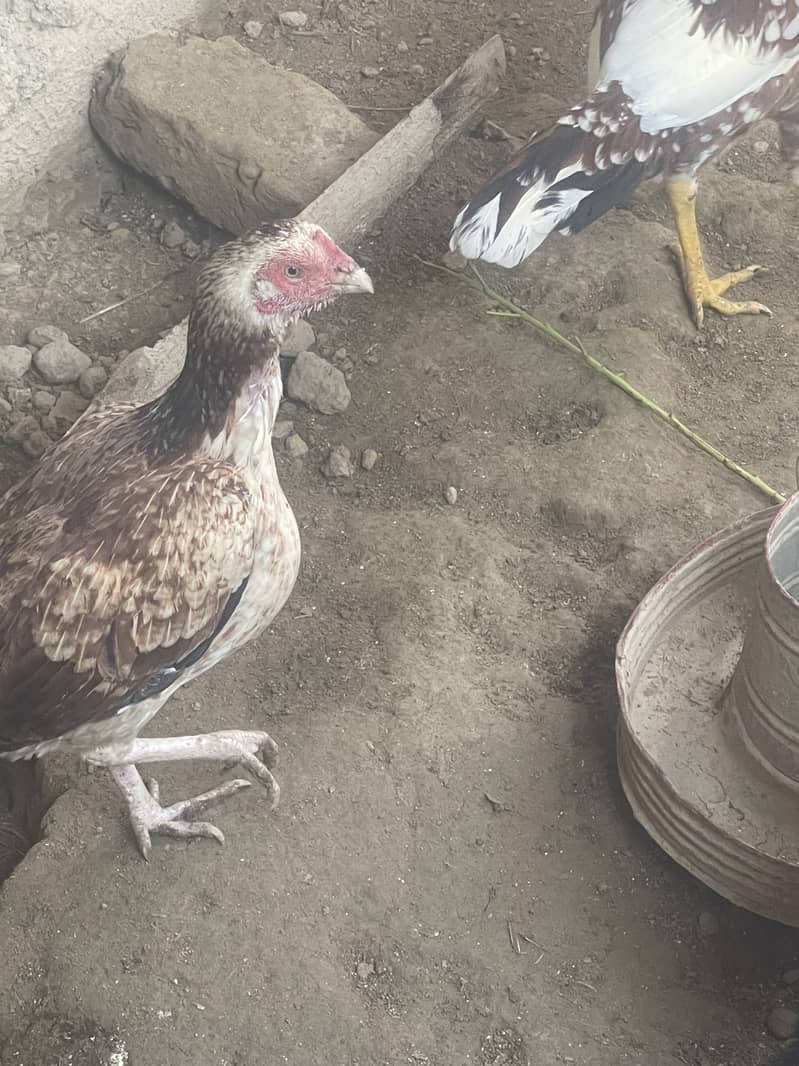Aseel Hens 4