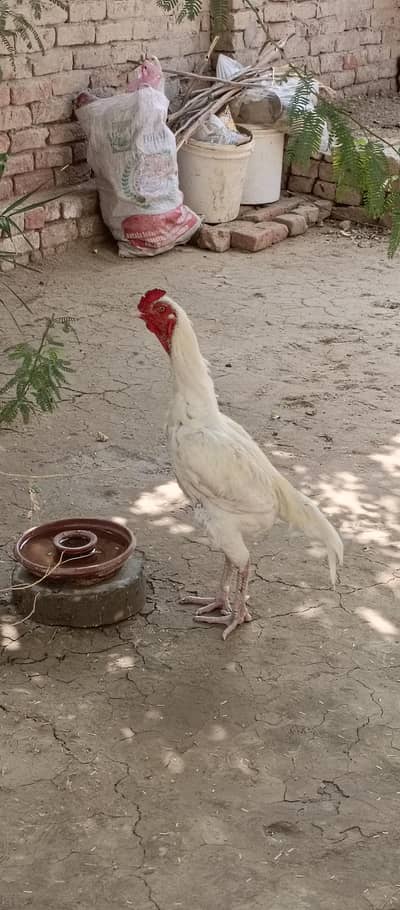 with murgha sell kamal bred line waly rabta kare