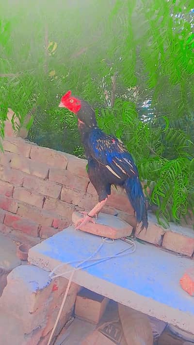 aseel pattha for sale urgent