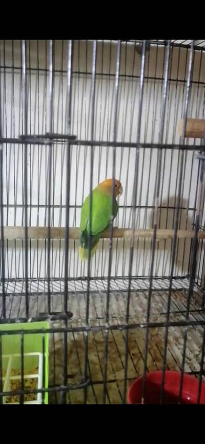 Quality Love bird Males