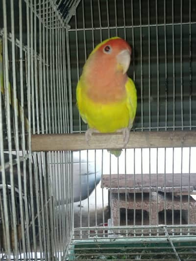 Quality Love bird Males