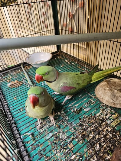Raw Parrot