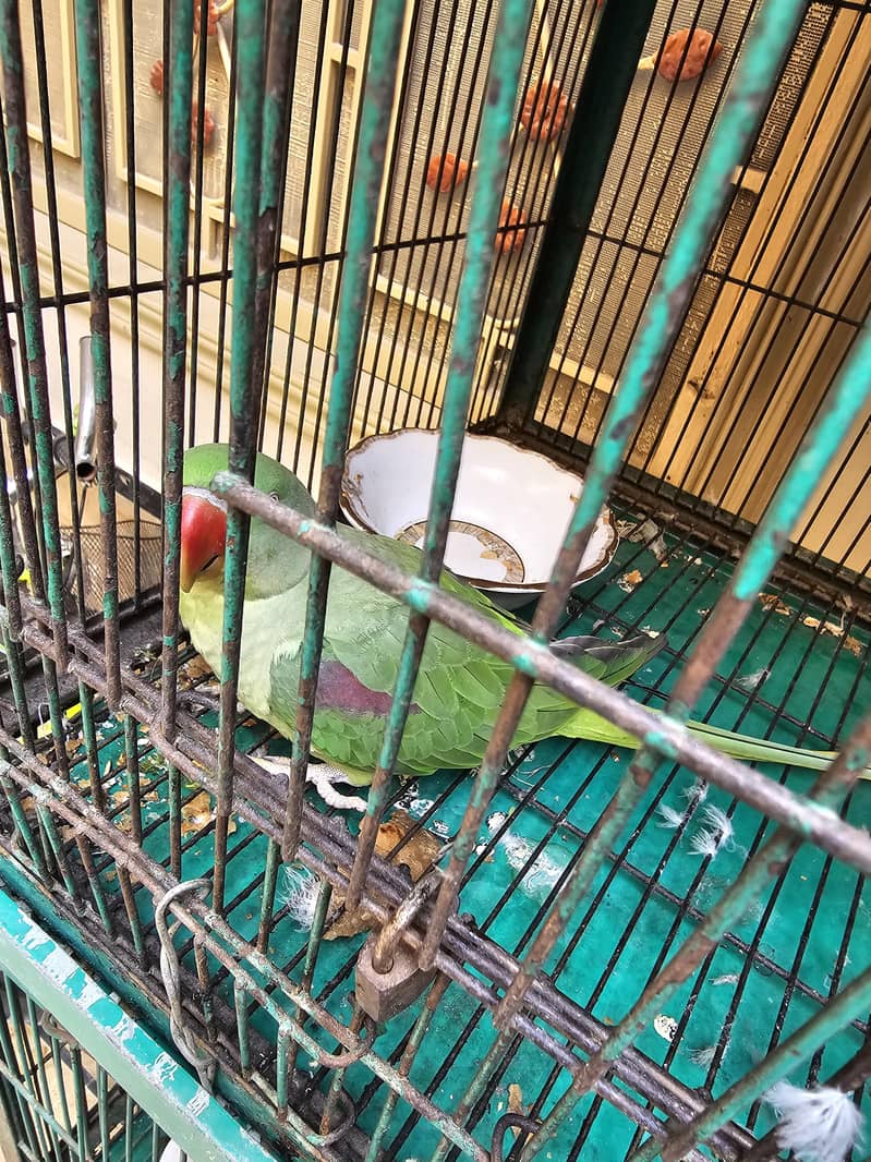 Raw Parrot 1
