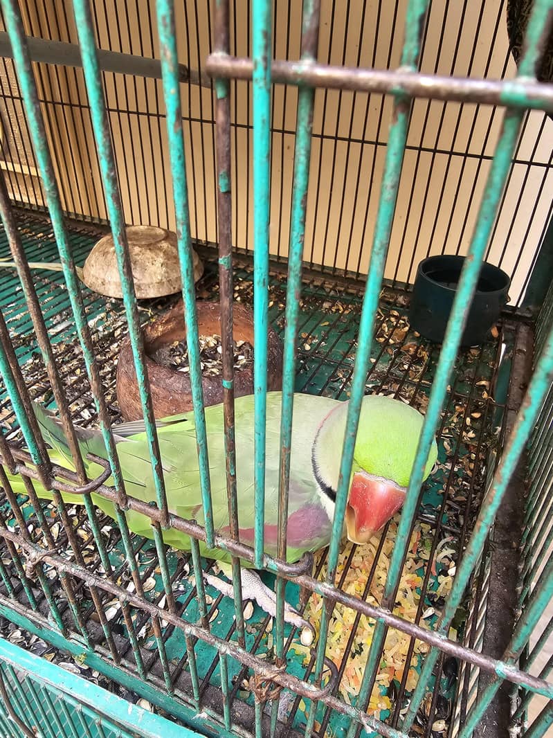 Raw Parrot 2