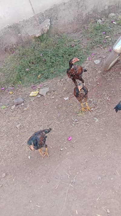 aseel pathy available for sale
