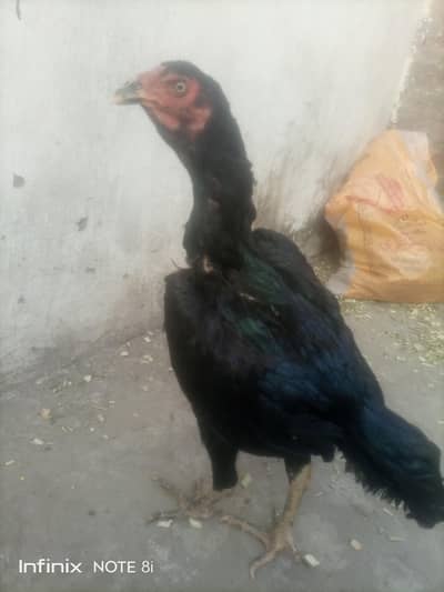 Mushka Aseel