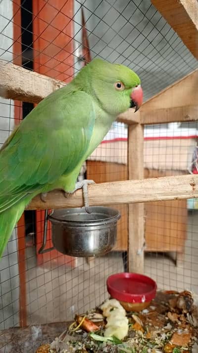 Female Green Parrot for sale