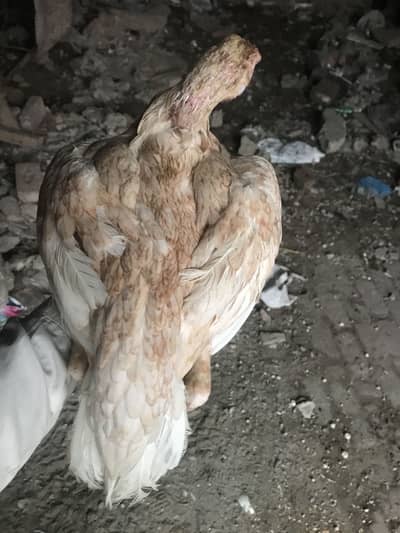 Aseel madia available all breeder pure