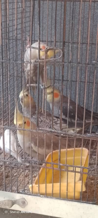 cocktatiel birds