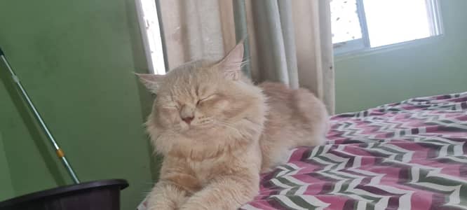 cat for sell